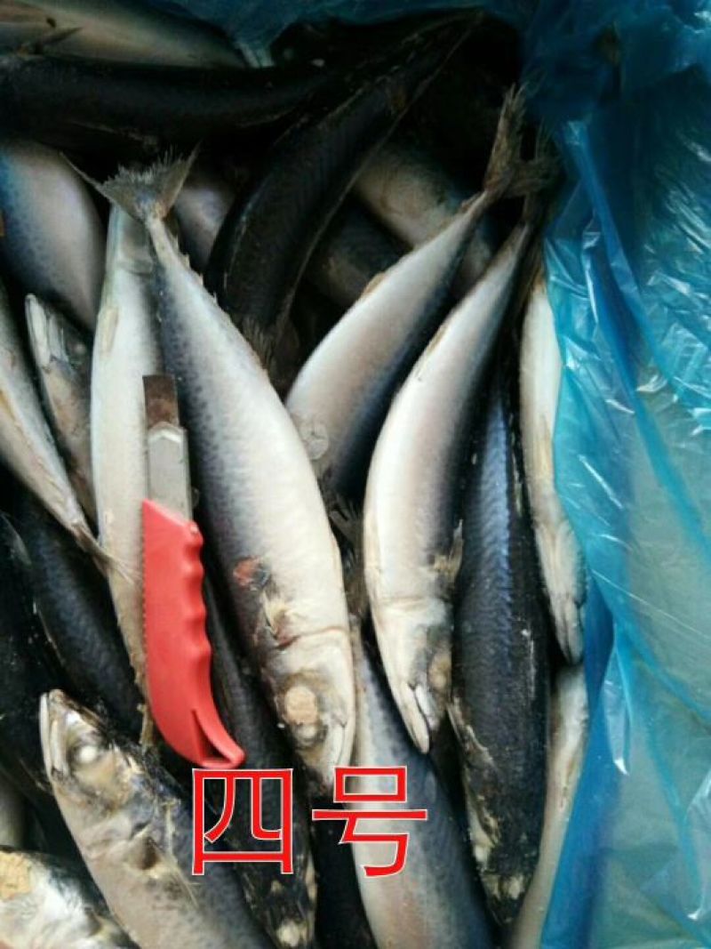 鲅鱼台鲅鱼船冻一吨起批全国各地均可冷链车直达
