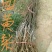 梨树2cm以下0.5~1米