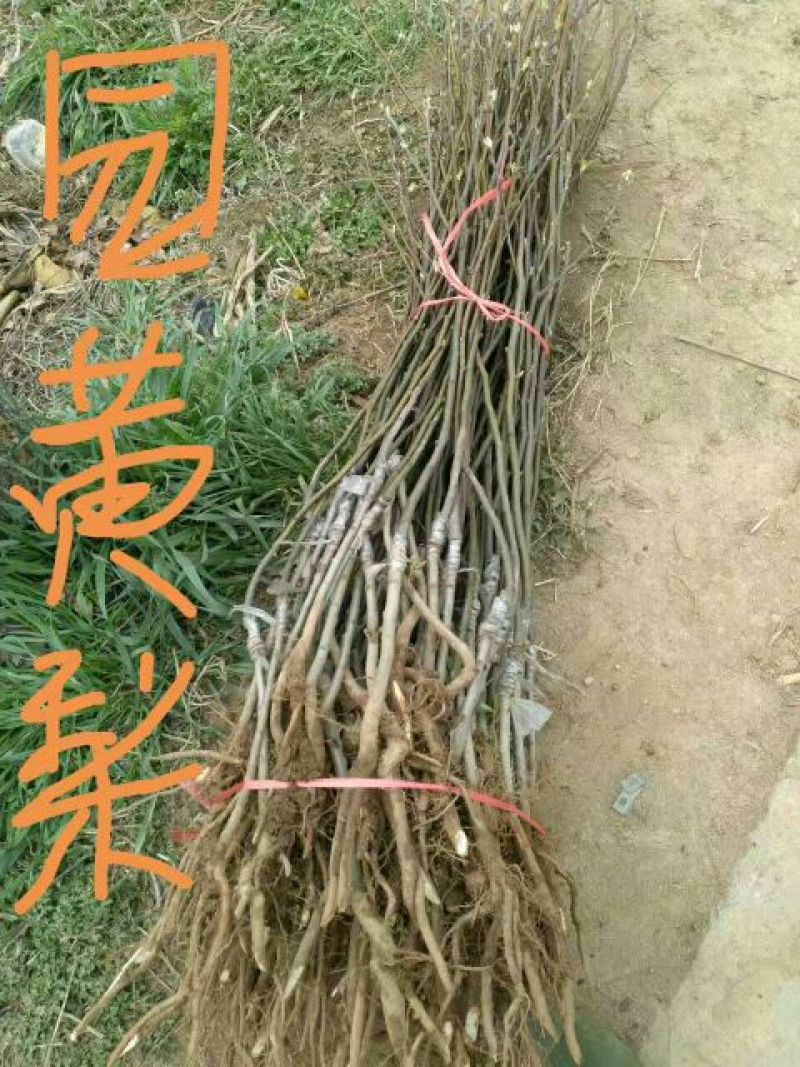 梨树2cm以下0.5~1米
