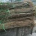 梨树2cm以下0.5~1米