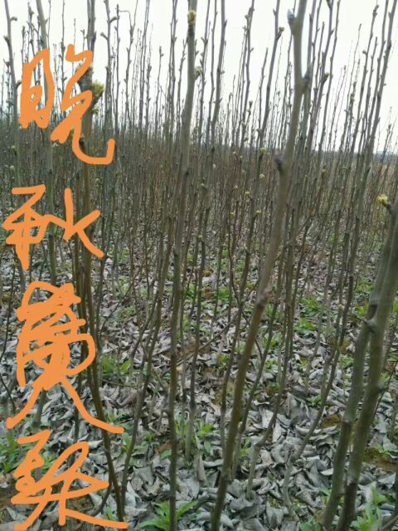 梨树2cm以下0.5~1米