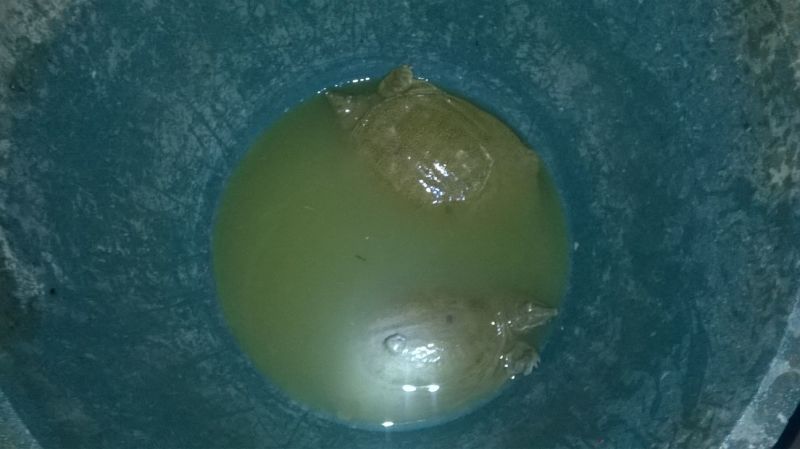 鳖1.5~2斤