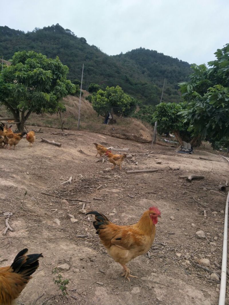 三黄鸡6月以下