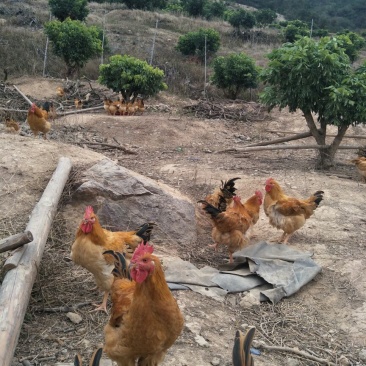 三黄鸡6月以下