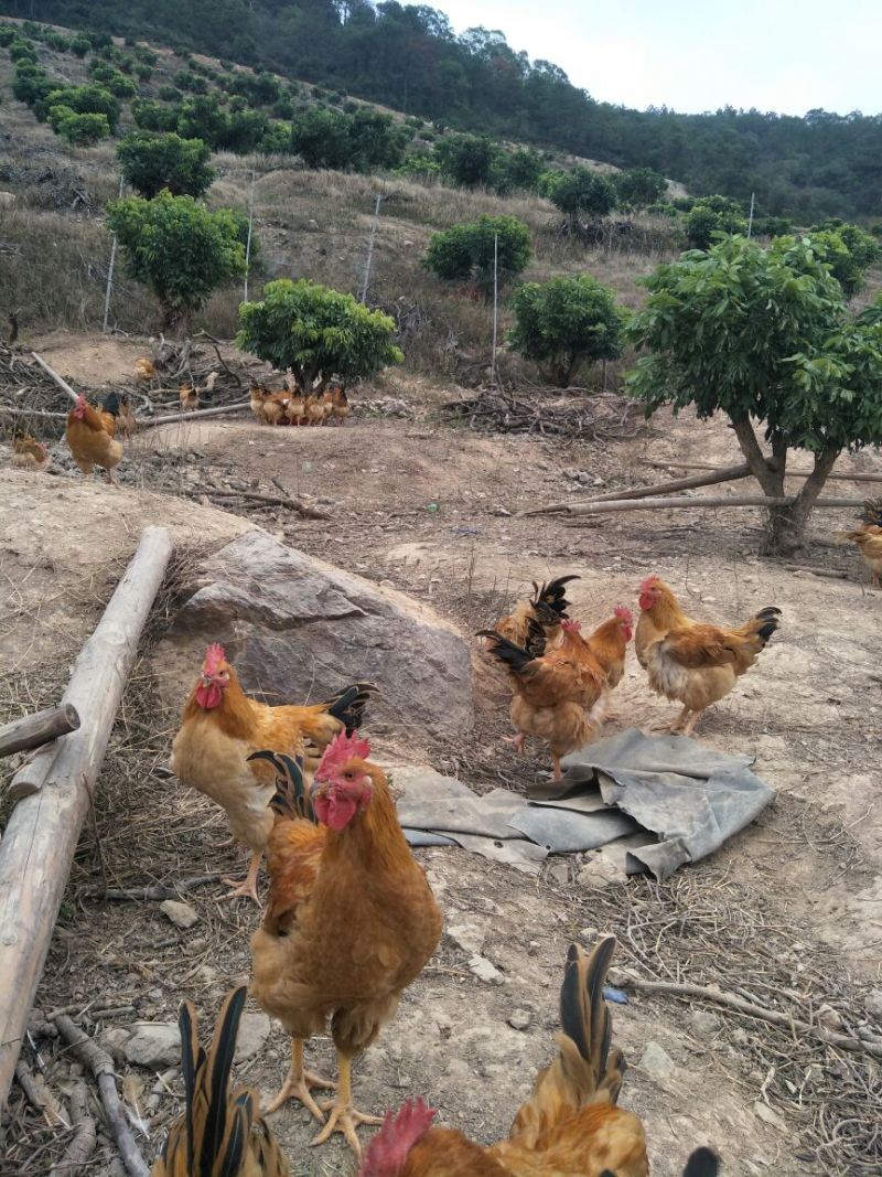 三黄鸡6月以下