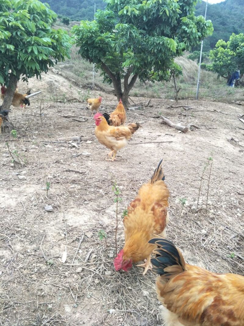 三黄鸡6月以下