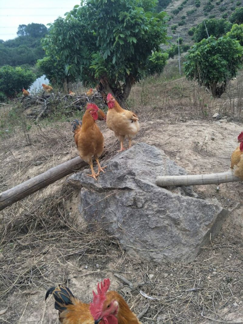 三黄鸡6月以下