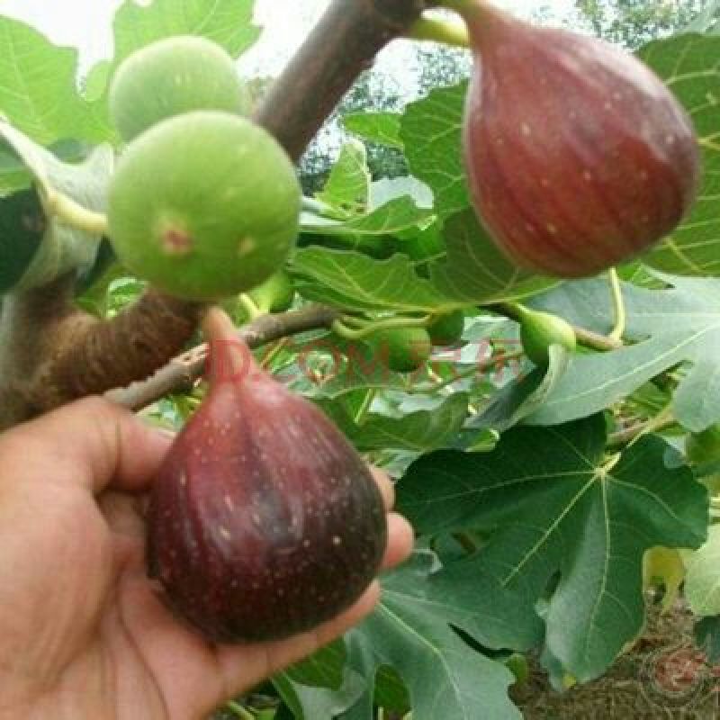 波姬红无花果苗保证品种成活率
