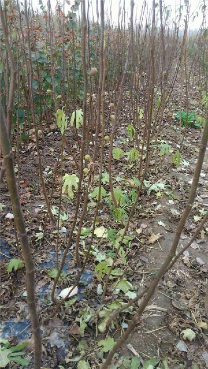 波姬红无花果苗保证品种成活率