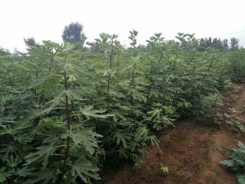 波姬红无花果苗保证品种成活率