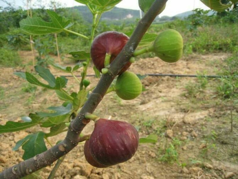 波姬红无花果苗保证品种成活率