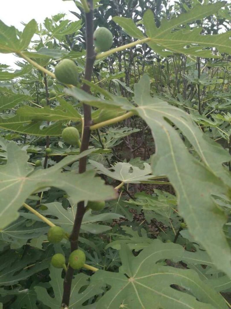波姬红无花果苗保证品种成活率