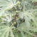 波姬红无花果苗保证品种成活率