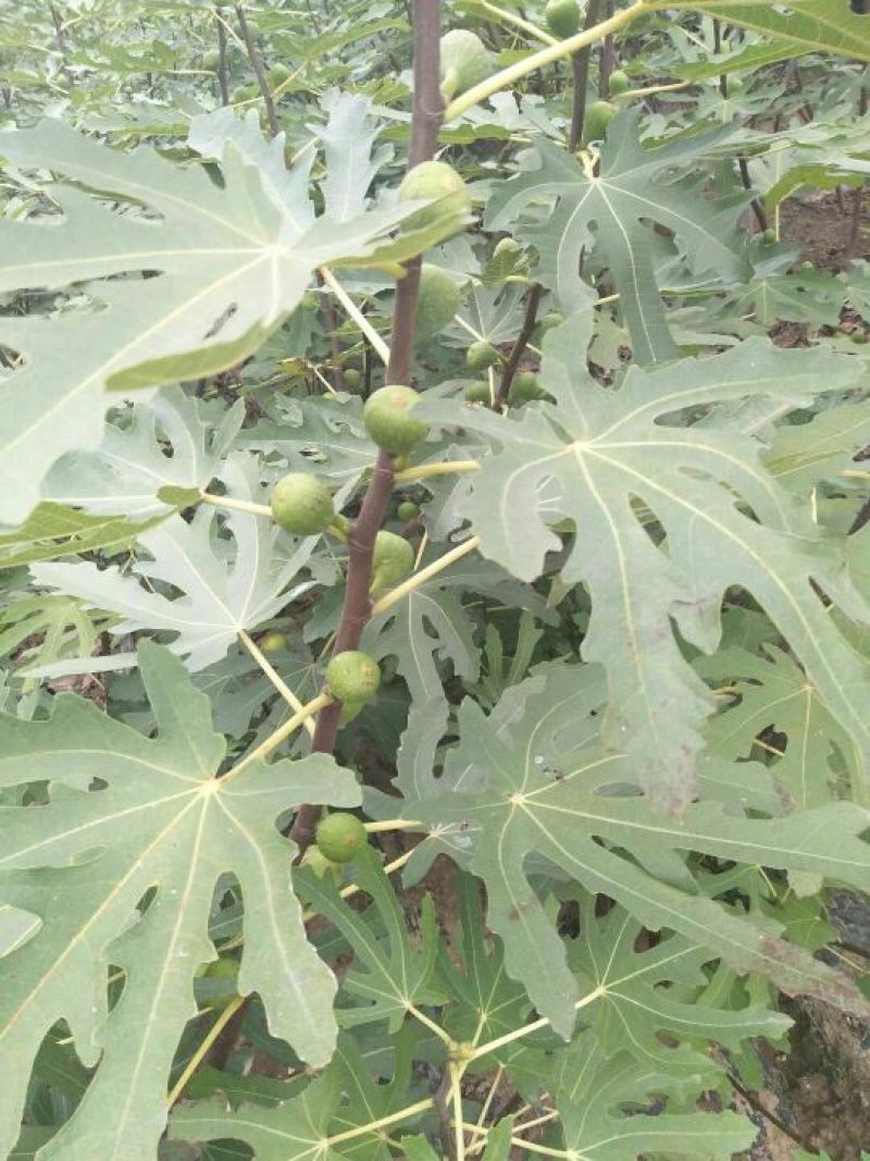 波姬红无花果苗保证品种成活率