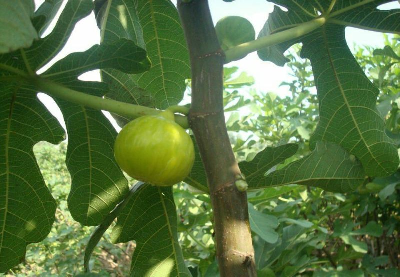 波姬红无花果苗保证品种成活率