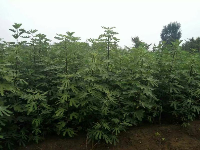 波姬红无花果苗保证品种成活率