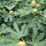 波姬红无花果苗保证品种成活率