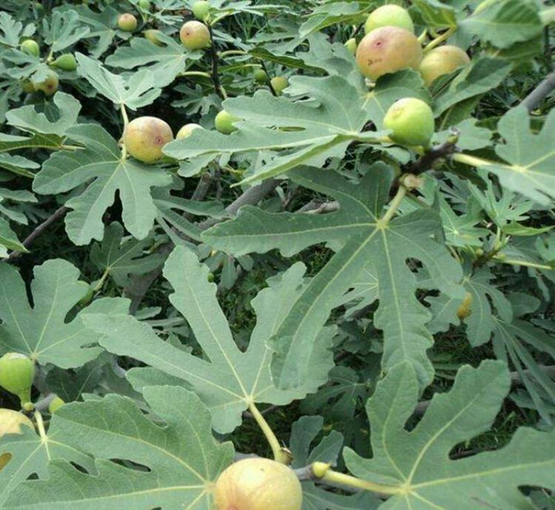 波姬红无花果苗保证品种成活率