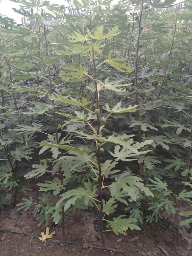 波姬红无花果苗保证品种成活率