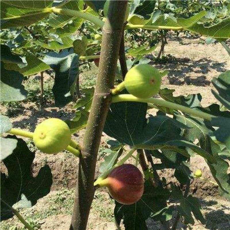 波姬红无花果苗保证品种成活率