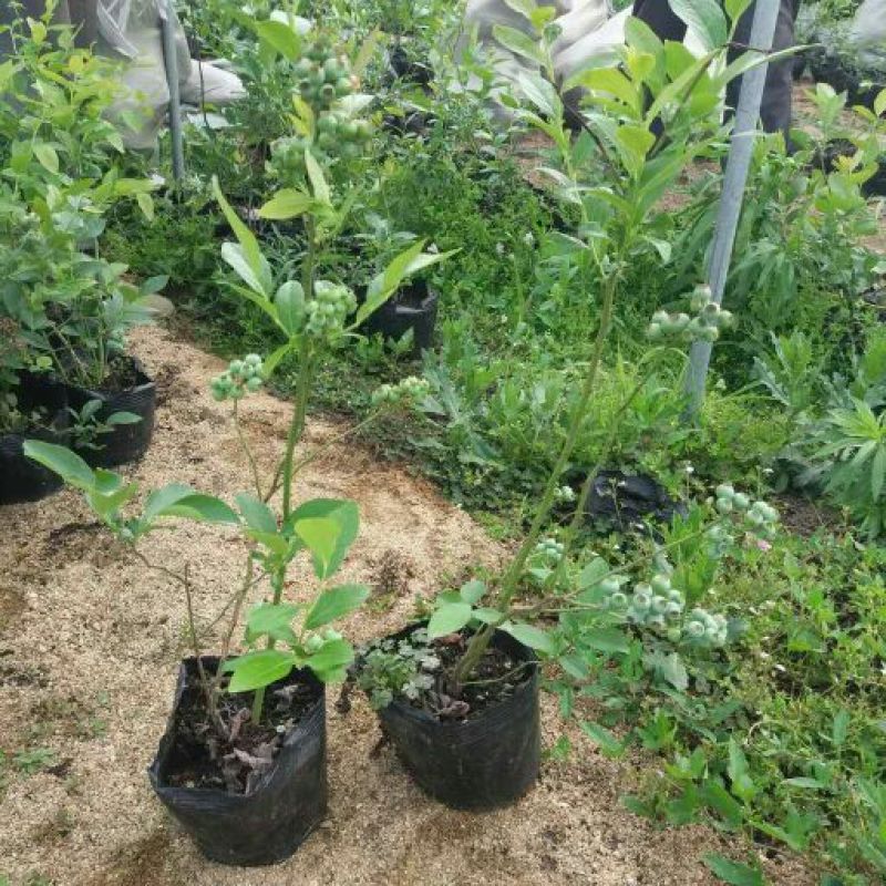 蓝莓苗2年以上80~100cm
