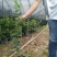 蓝莓苗2年以上80~100cm