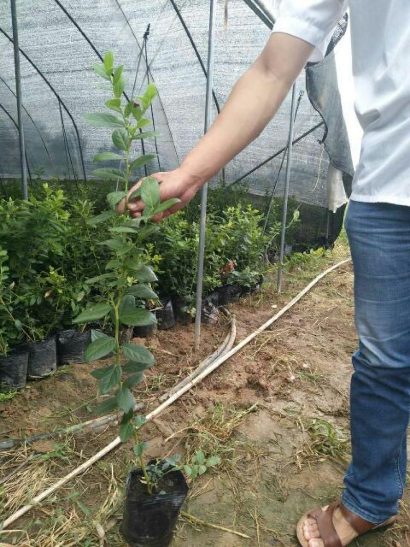 蓝莓苗2年以上80~100cm