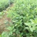 蓝莓苗2年以上80~100cm