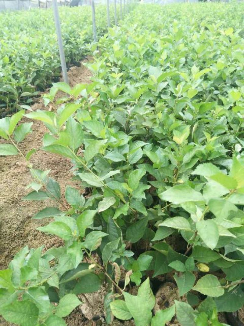 蓝莓苗2年以上80~100cm
