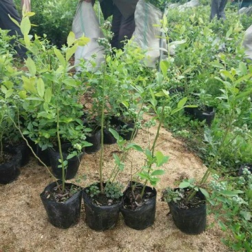 蓝莓苗2年以上80~100cm