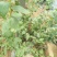 蓝莓苗2年以上80~100cm