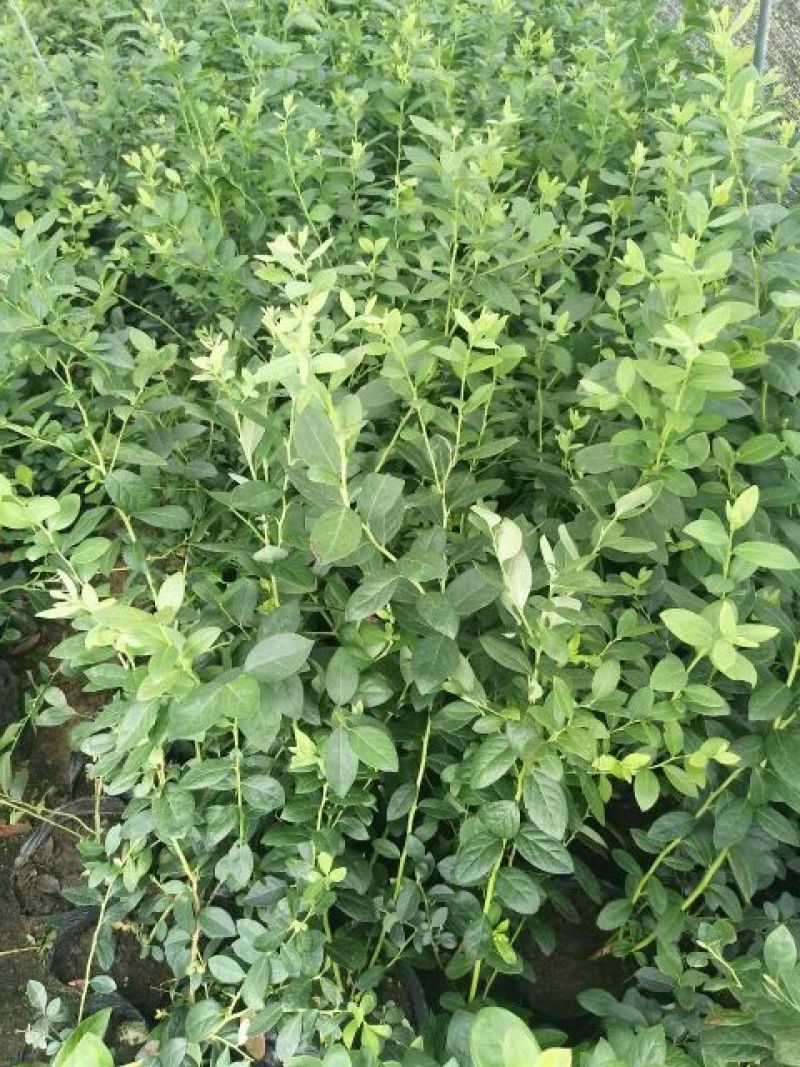 蓝莓苗2年以上80~100cm