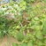 蓝莓苗2年以上80~100cm
