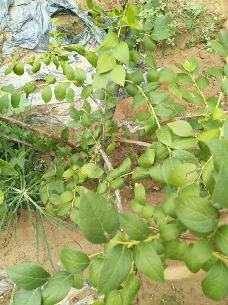 蓝莓苗2年以上80~100cm
