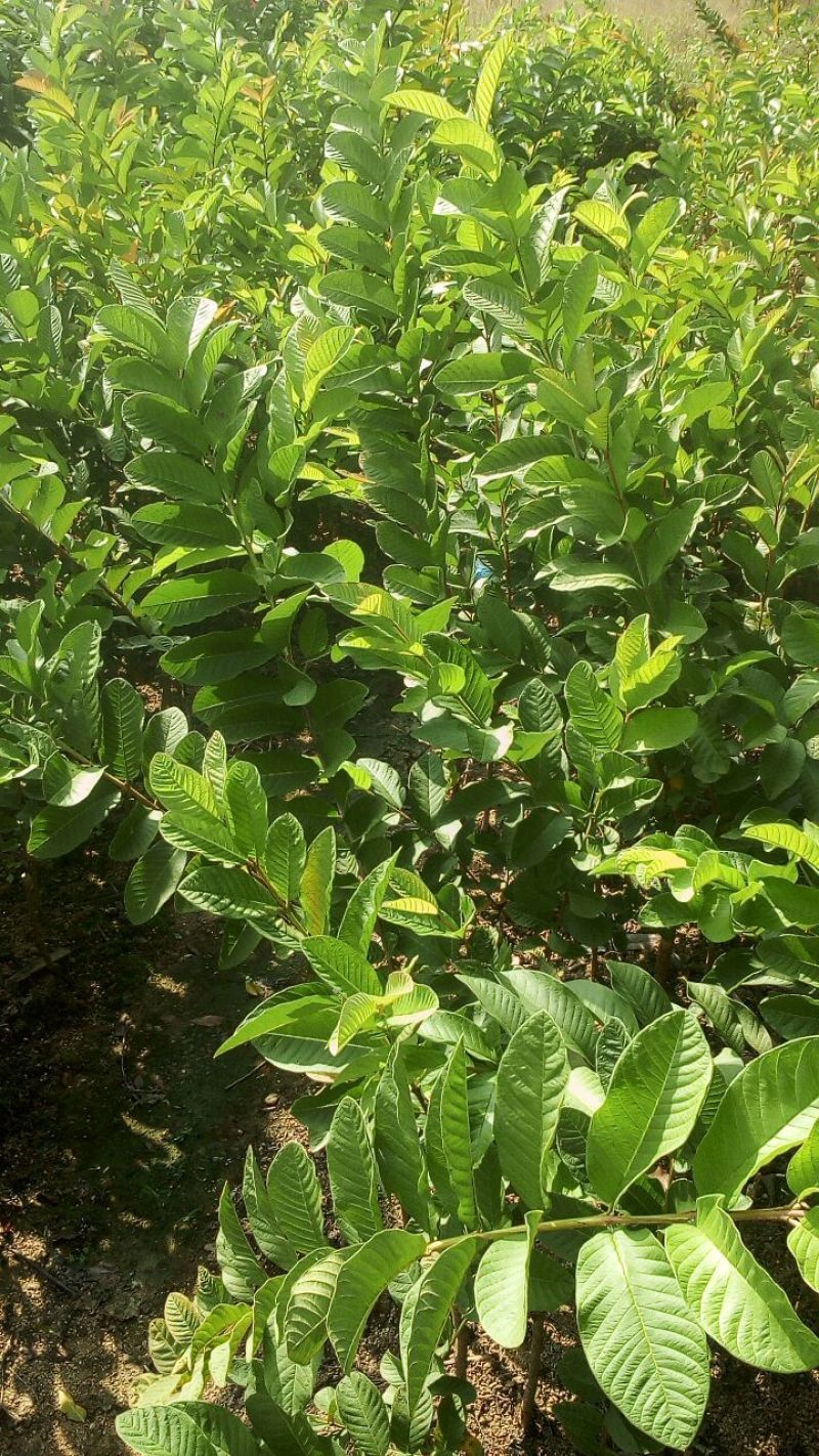 西瓜番石榴苗30~50cm