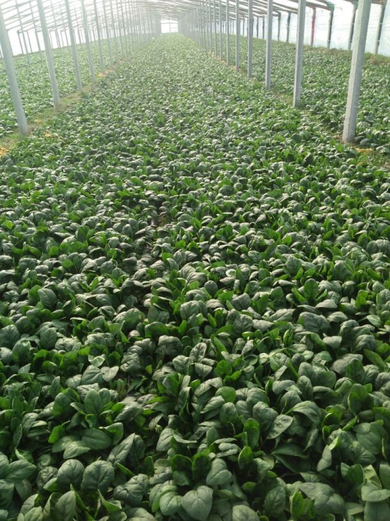 越冬菠菜20~25厘米