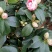 老兵苗圃茶花树五色赤丹茶花