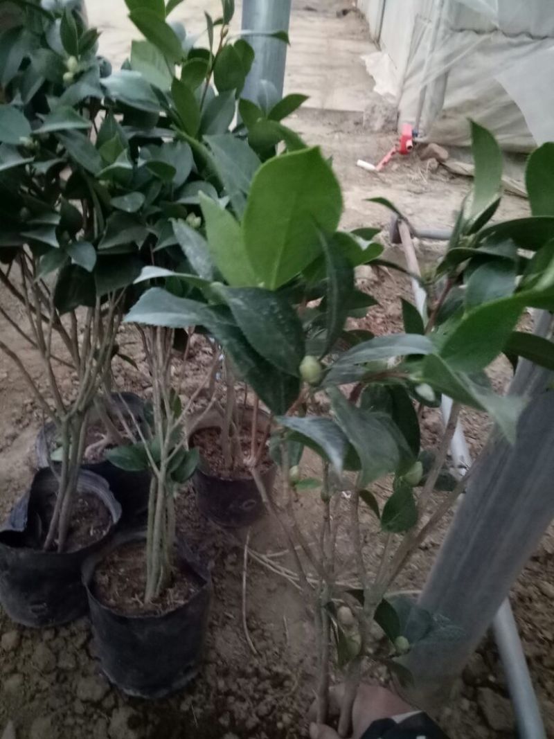 老兵苗圃茶花树五色赤丹茶花