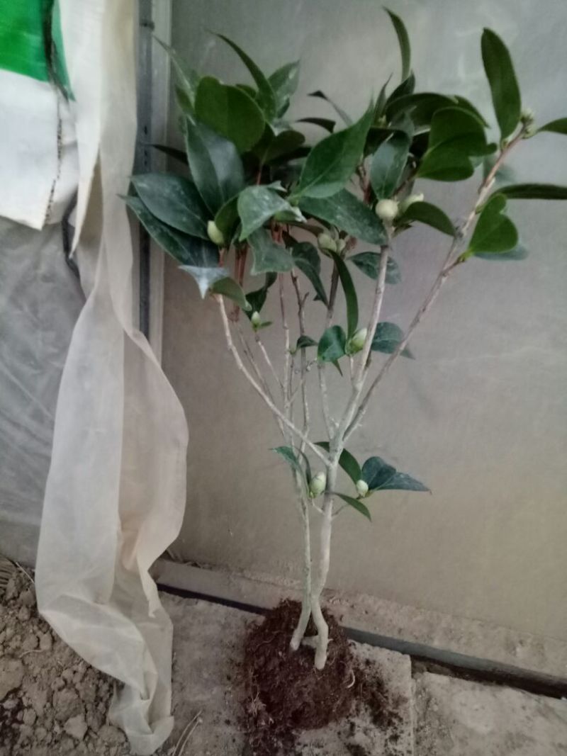 老兵苗圃茶花树五色赤丹茶花