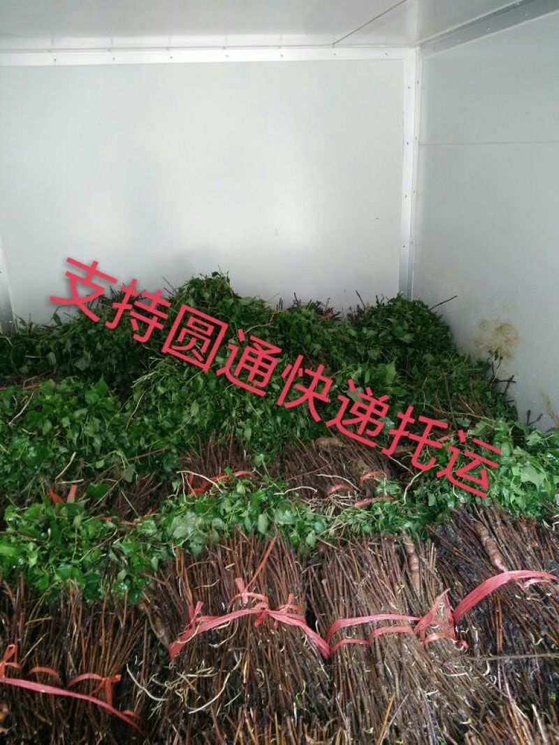 何首乌家种统个