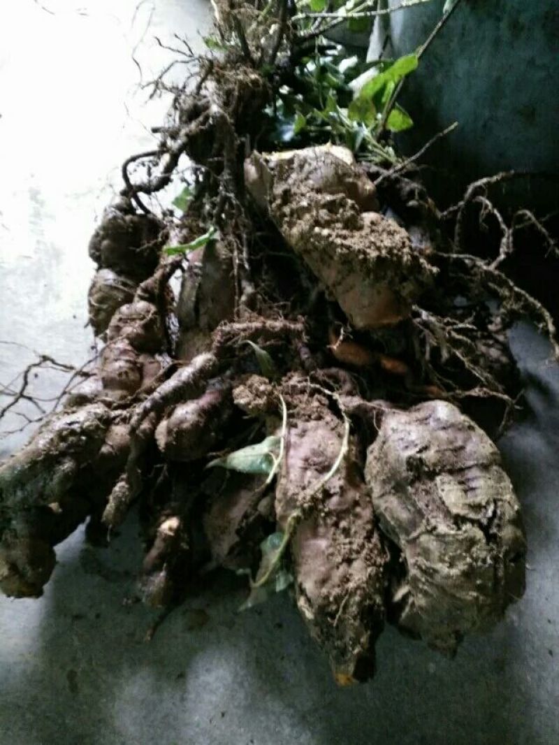 何首乌家种统个