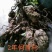 何首乌家种统个