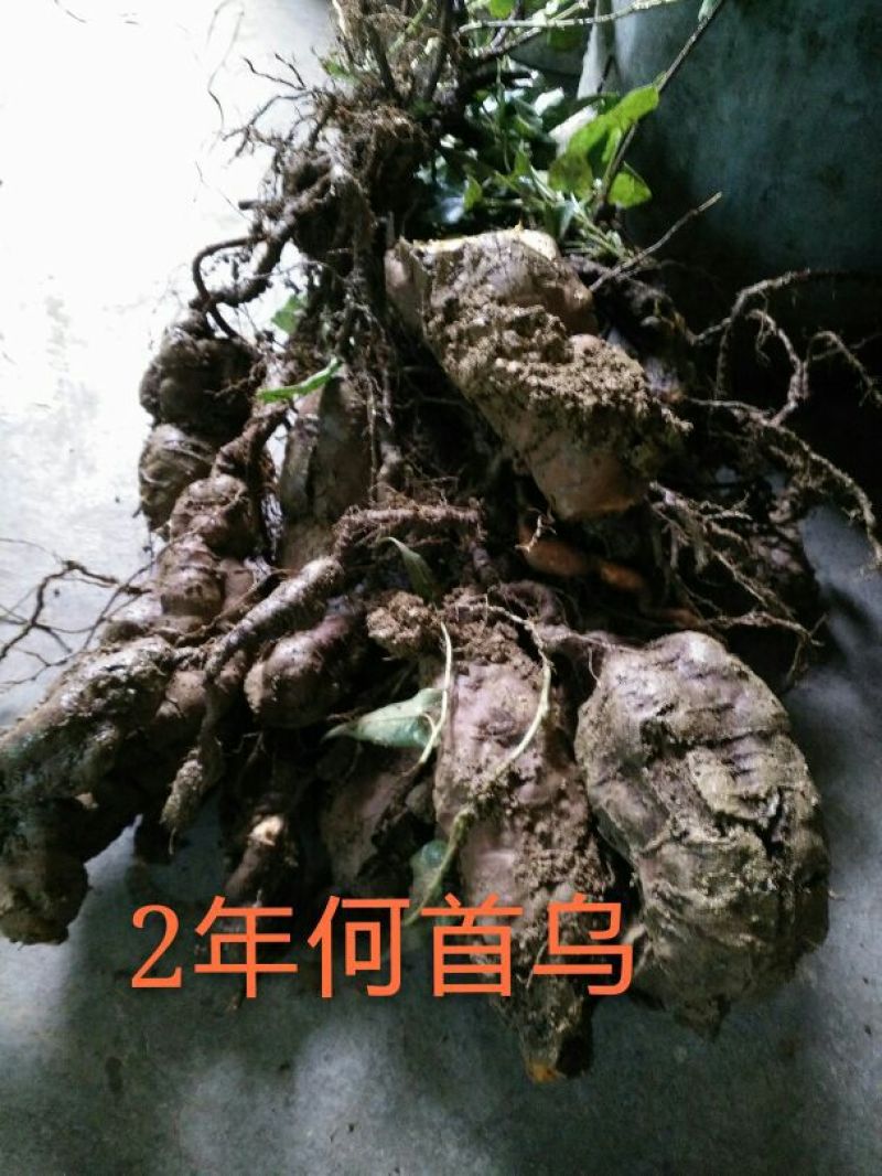 何首乌家种统个