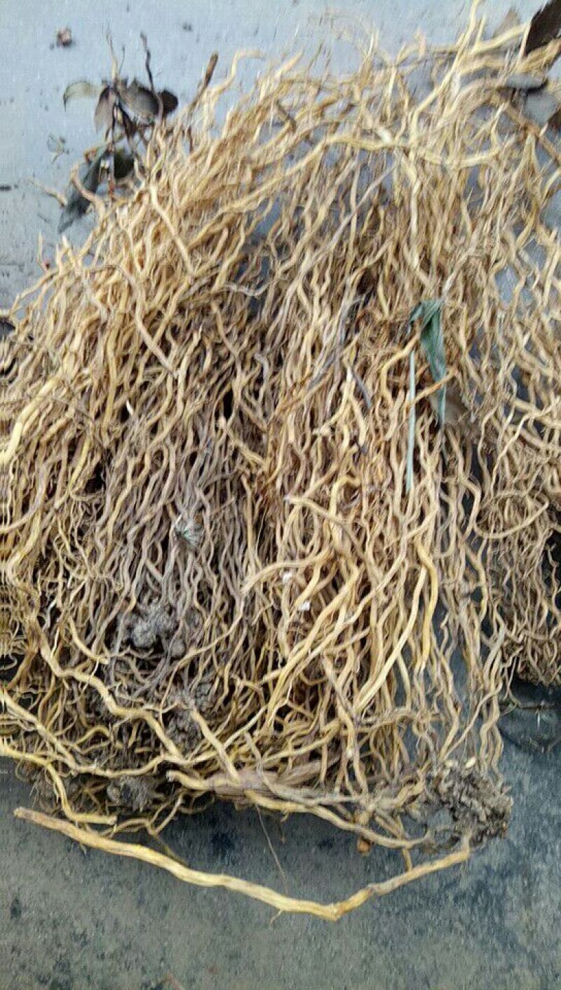 牛尾菜产地供应你满意才是硬道理质量很好你买过吗
