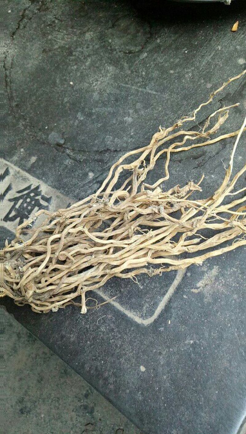 牛尾菜产地供应你满意才是硬道理质量很好你买过吗