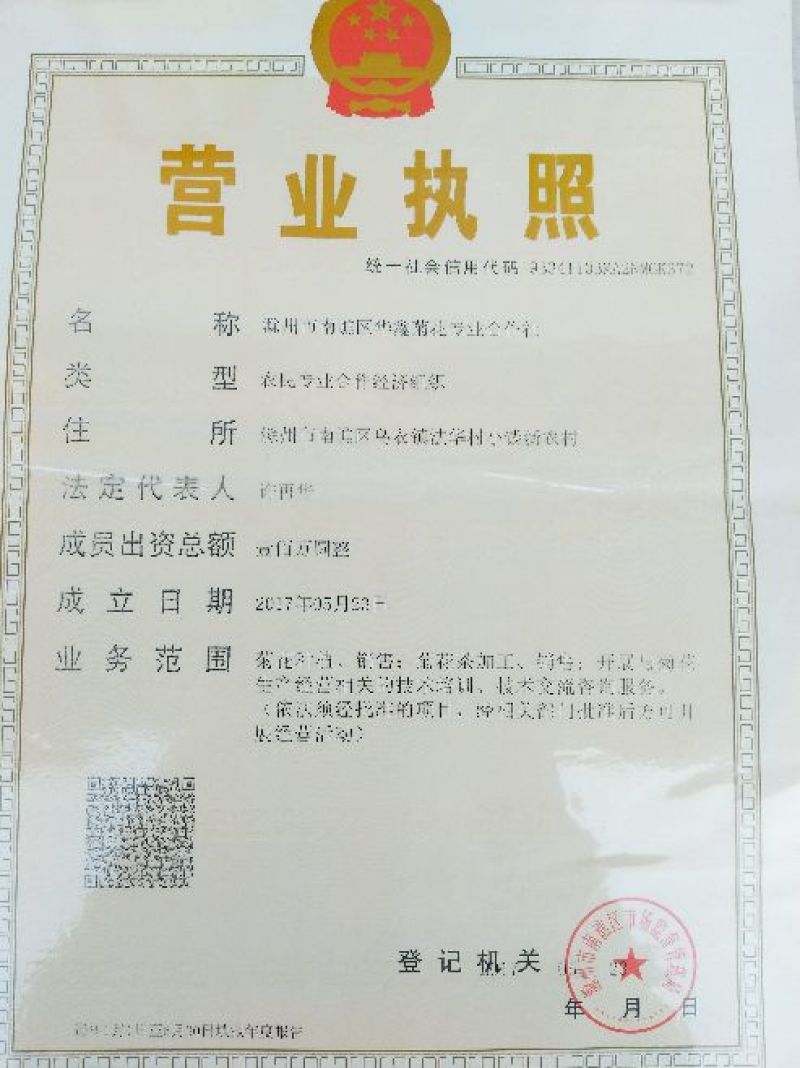 菊花茶一级