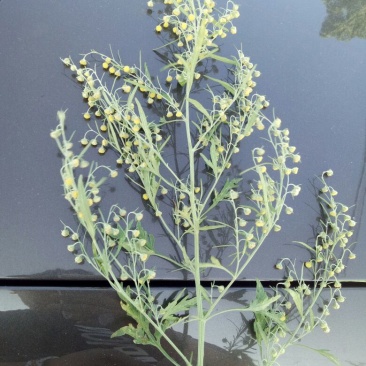 野菊花袋装