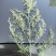野菊花袋装