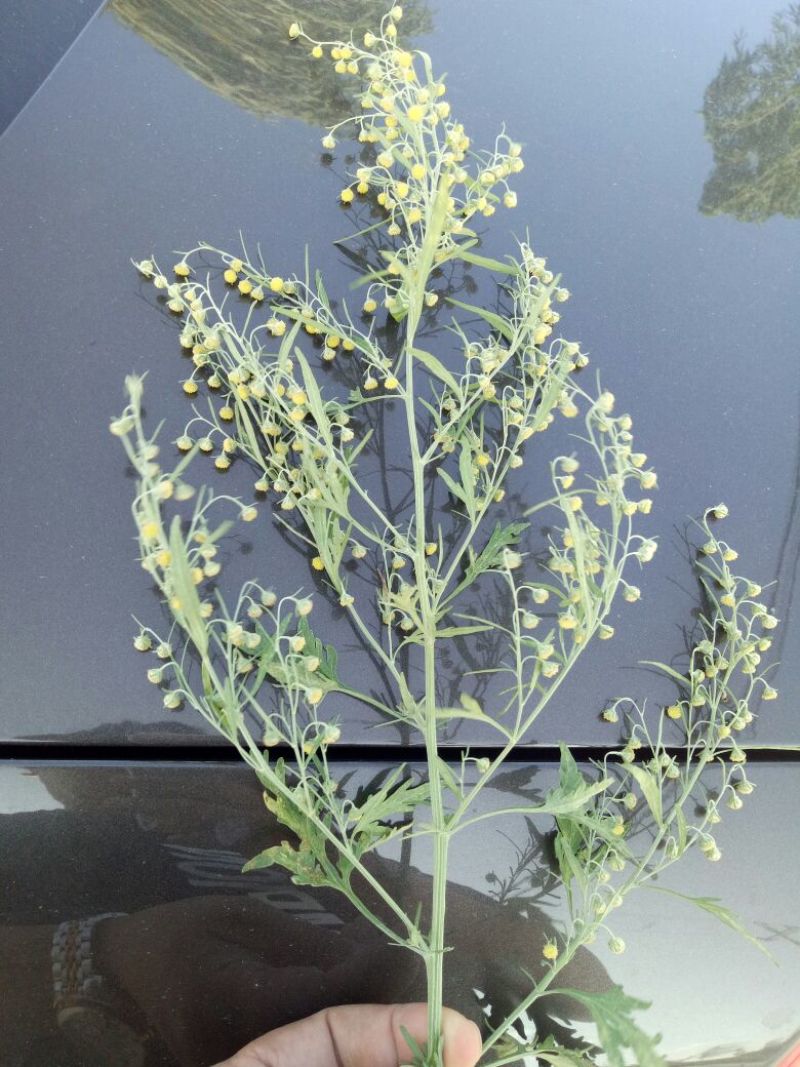 野菊花袋装