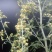 野菊花袋装